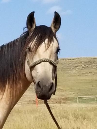 Caballero Drift JW<BR>AQHA 5741394